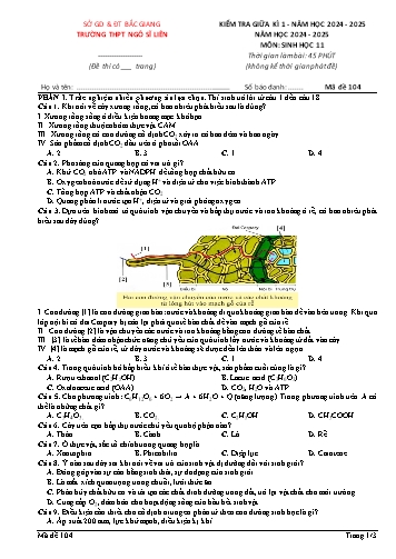 Đề kiểm tra giữa kì I Sinh học 11 - Mã đề 104 - Năm học 2024-2025 - Trường THPT Ngô Sĩ Liên (Có đáp án)