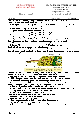 Đề kiểm tra giữa kì I Sinh học 11 - Mã đề 105 - Năm học 2024-2025 - Trường THPT Ngô Sĩ Liên (Có đáp án)